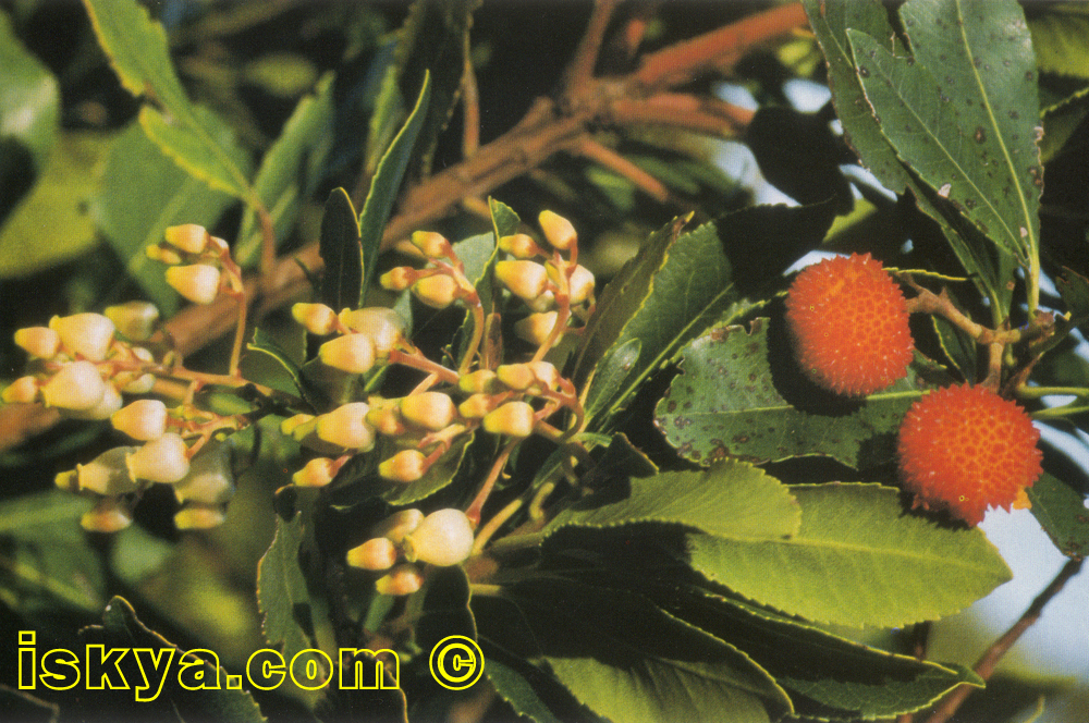 ARBUTUS UNEDO