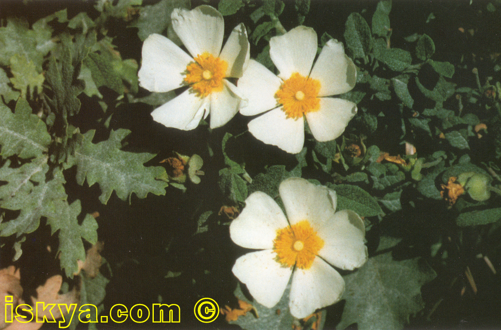 CISTUS SALVIFOLIUS