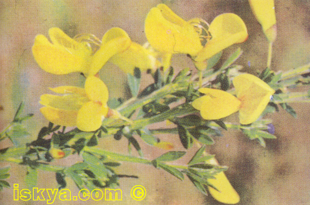 CYTISUS SCOPARIUS