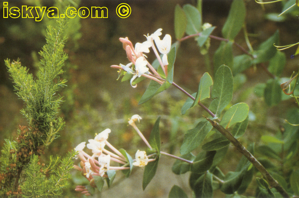 LONICERA IMPLEXA AITON