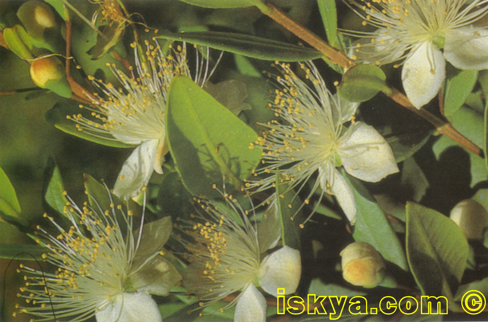 MYRTUS COMMUNIS