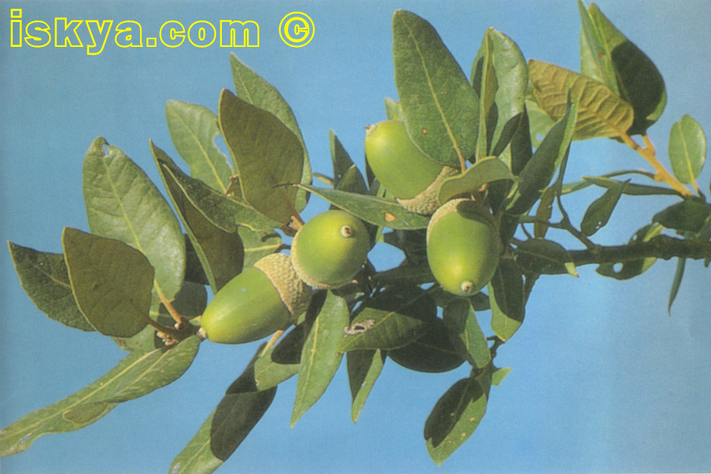 QUERCUS ILEX